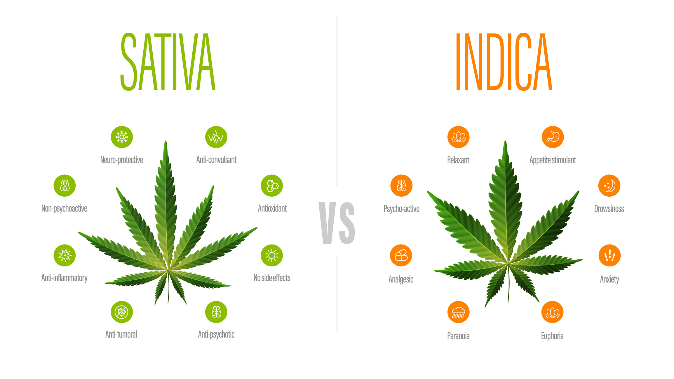 Difference Between Sativa and Indica