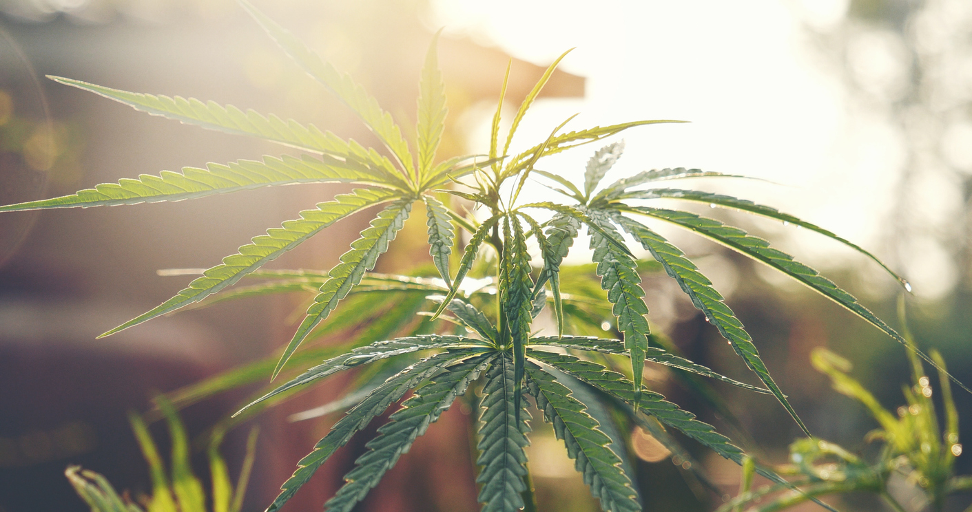 Cannabis Strains